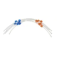 [단종/대체품:5005-0021] Peristaltic pump tubing, Tygon, blue/orange, flared ends, 12/pk