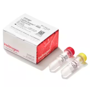 Lipofectamine® 3000 Transfection Reagent, 1.5 mL